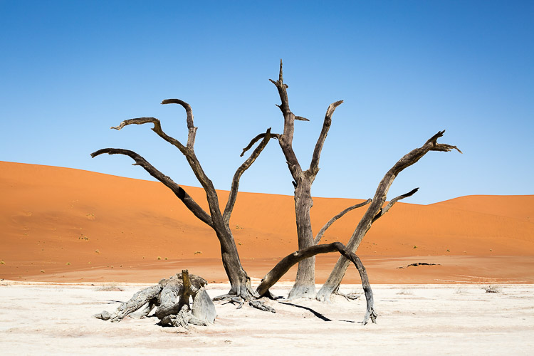 _17C1009 Dead trees.jpg
